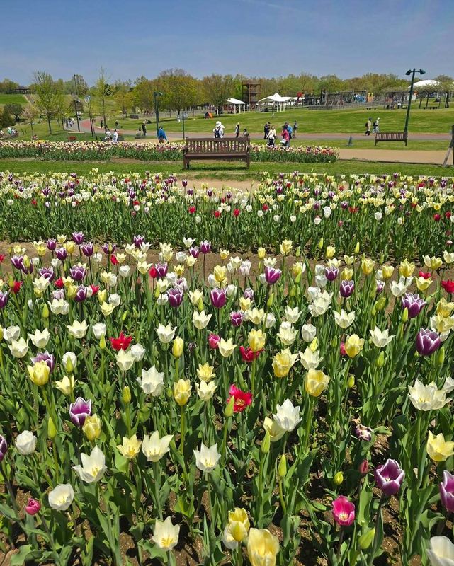Places in Niigata to visit during spring: Echigo Hillside Park photo