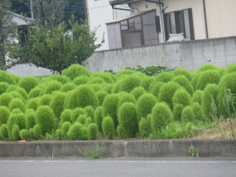 Weird fuzzy shrubbery :Kochia bush photo