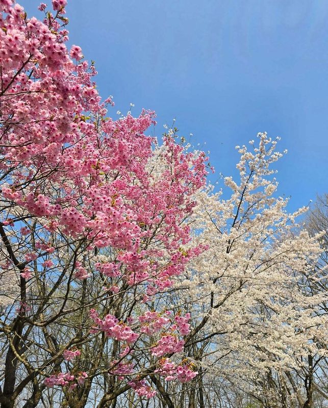 Jalan's top 10 spring views list photo