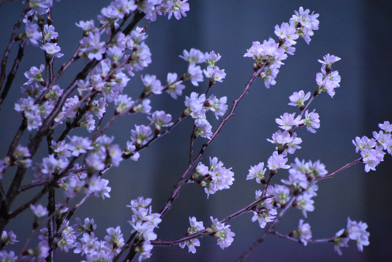 東京で桜と芸術が出会う：2019年のさくらんぼ体験 photo