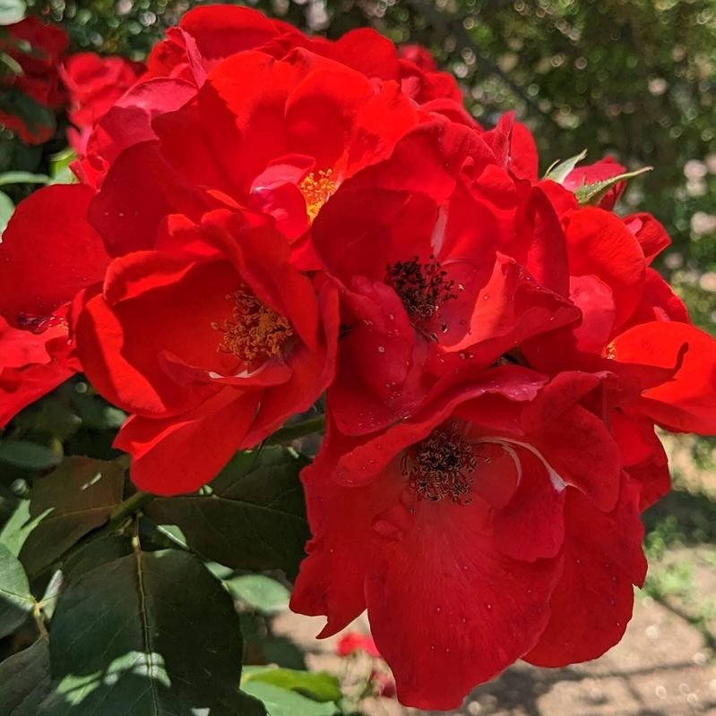 Roseful vacation at Keisei Rose Garden, Chiba photo