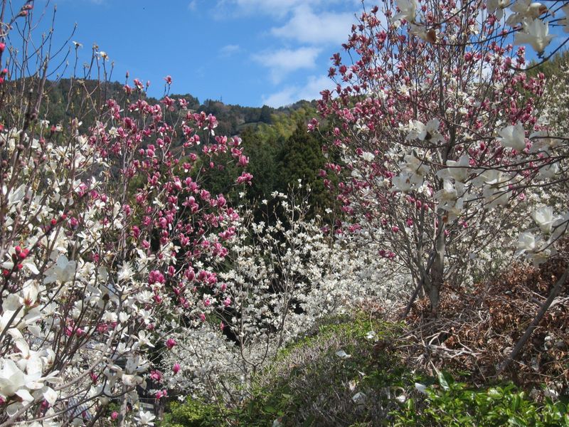 桃和木兰季节 photo