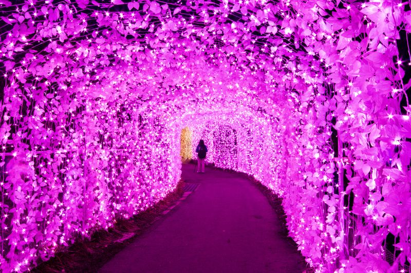 Iluminasi cahaya musim dingin terbesar dan terbaik di Jepang untuk musim 2018 - 2019 photo