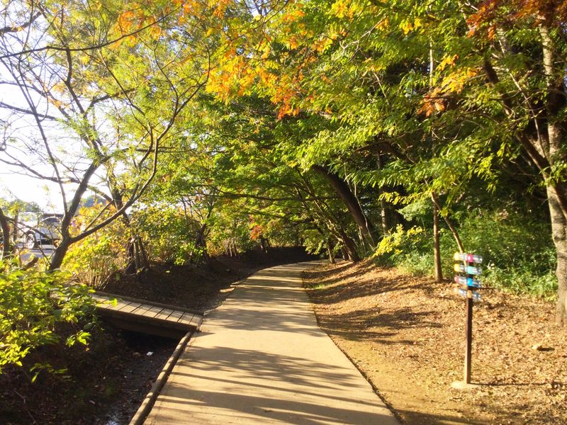 Shimizu Park Autumn Splendour [SPOT REPORT] photo