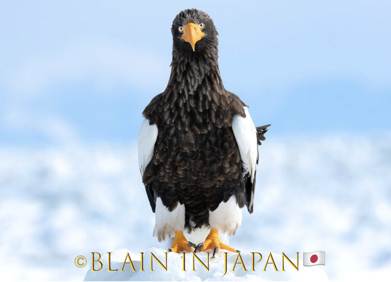 Hokkaido Photo Tour- The Magnificent Steller's Sea Eagle photo