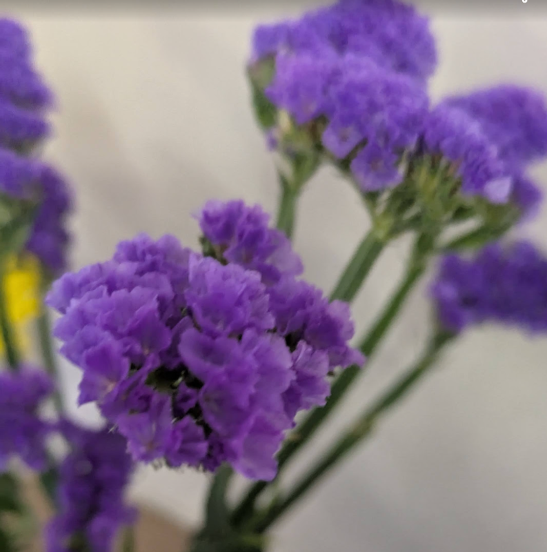 Statice, a birthday flower of May 7th photo