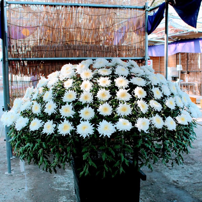 The thousand bloom chrysanthemum display photo