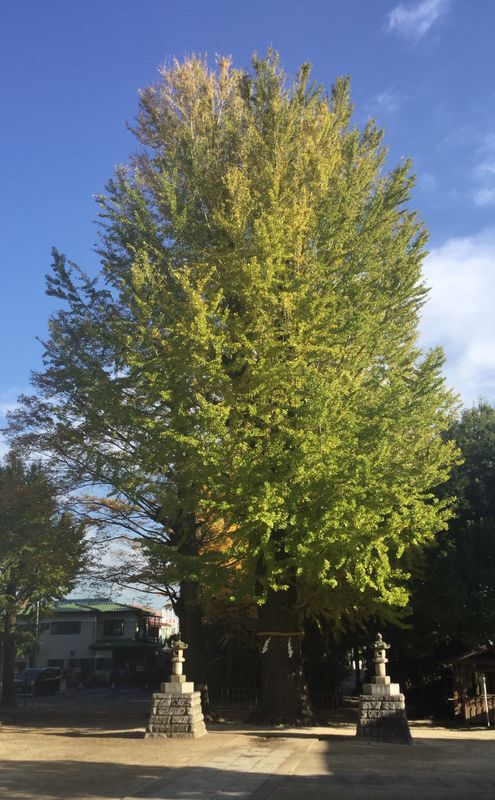 Kasukabe Hachiman autumn mini pilgrimage photo