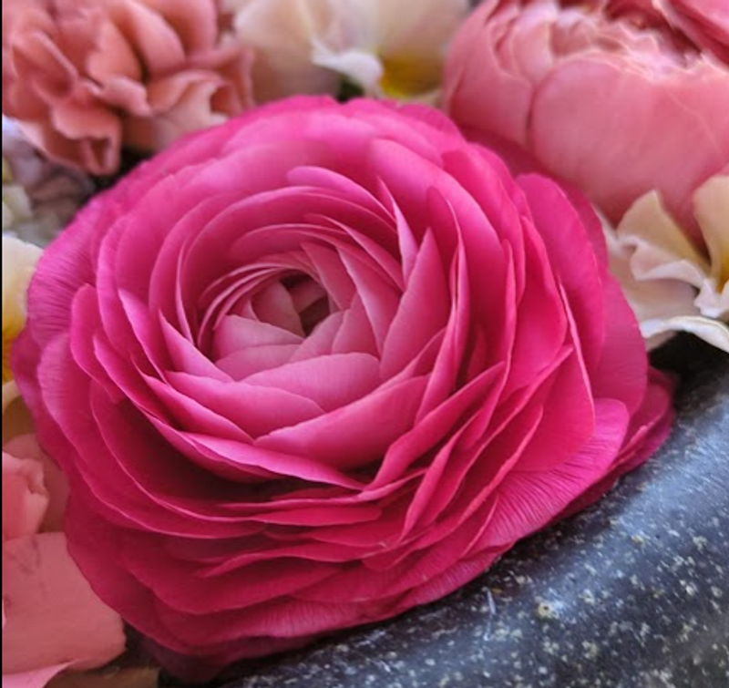 Ranunculus, a birthday flower of January 20th photo