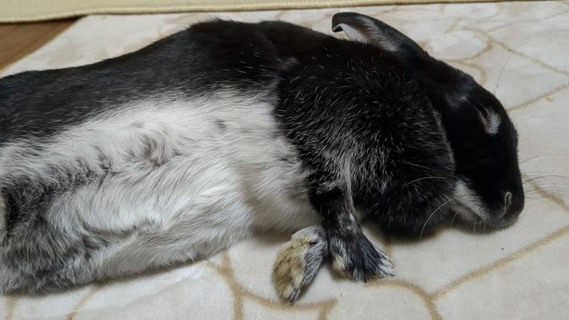 A day for pets photo