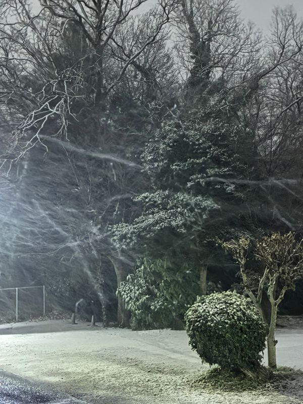 Early January Snow! photo