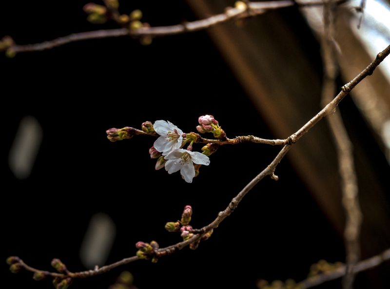 Images of Japan: March 2023 photo