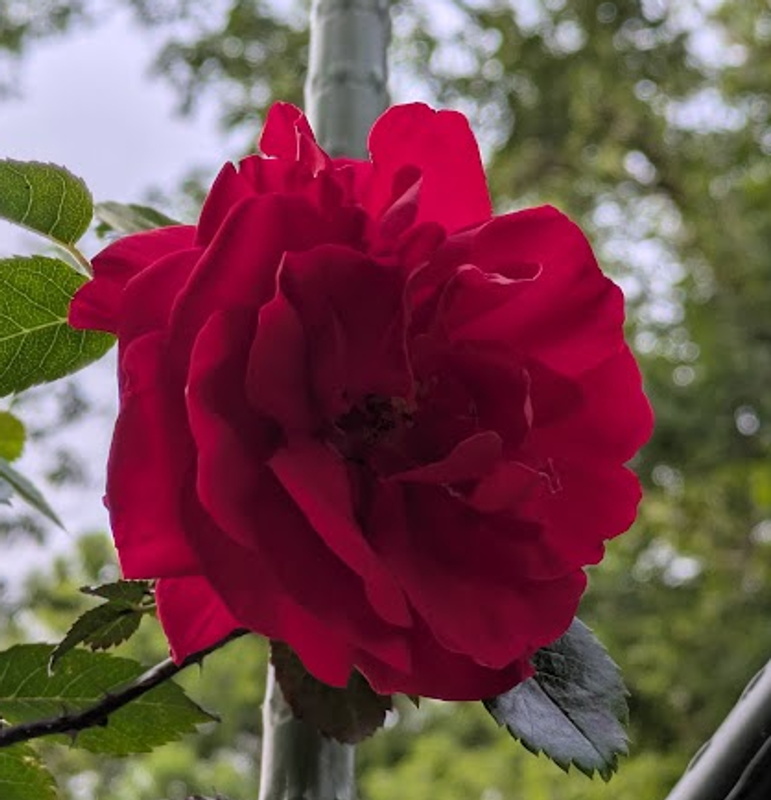 Five flowers in bloom right now in many parts of Japan photo