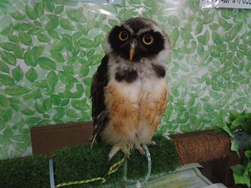 Beat the Heat at Sendai's Owl Cafe This Summer in Japan photo