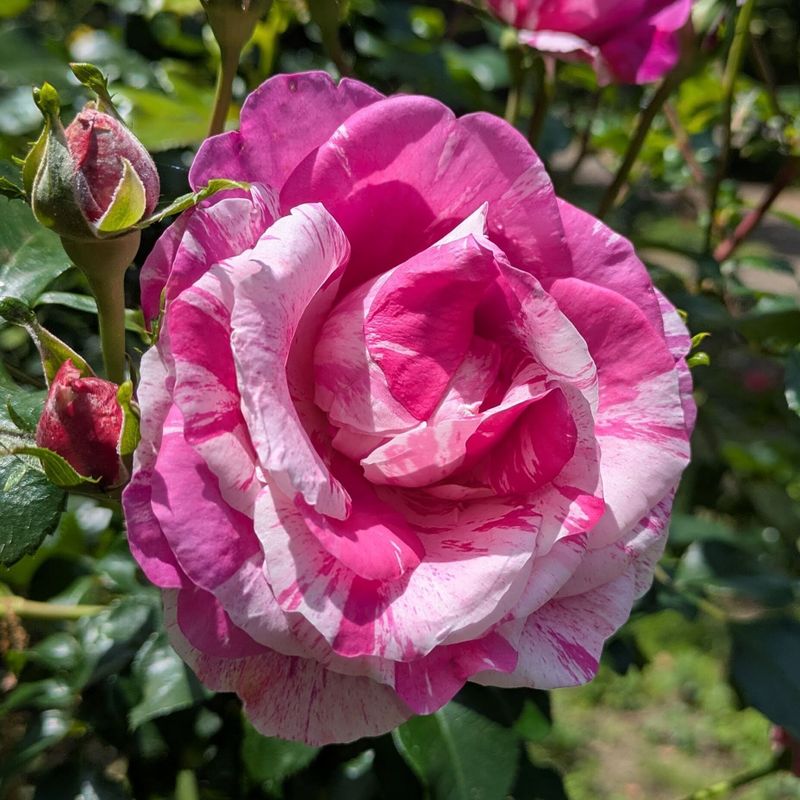 Autumn rose festival at Kyu-Furukawa Gardens photo