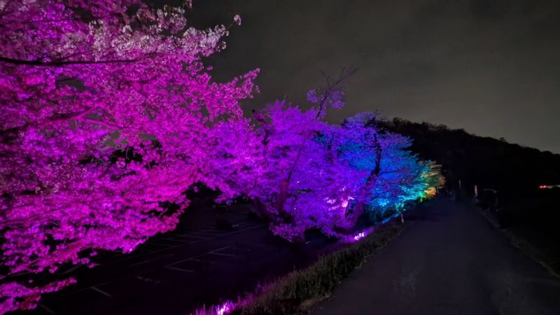 Cherry blossom lingo: cherry blossoms at night photo