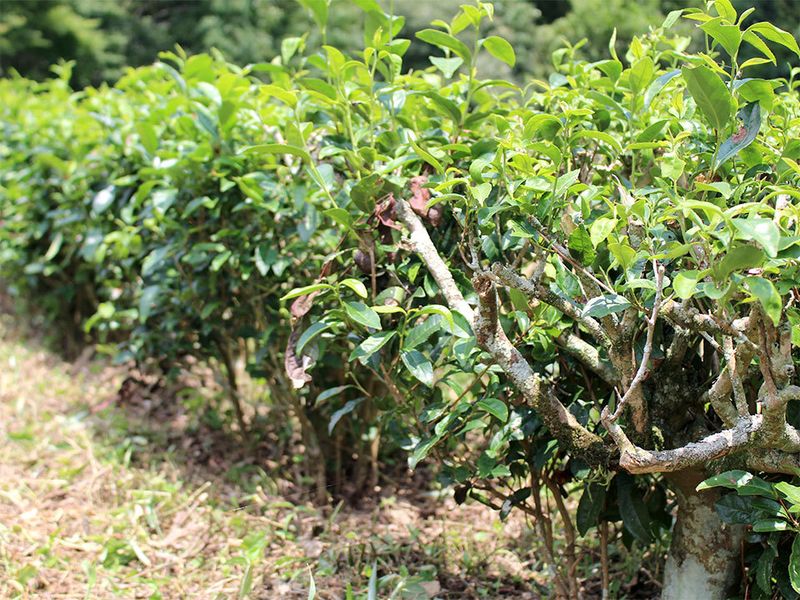 林夏子の「はてしないお茶物語」　Vol.3　有機栽培茶のリーディングカンパニー　葉っピイ向島園 photo