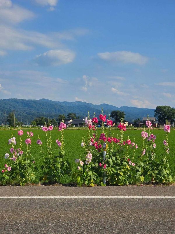 Underrated summer blooms: Hollyhocks photo