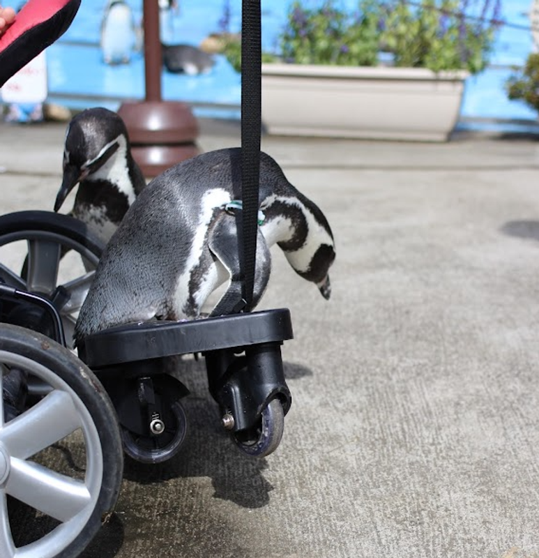 Penguins at Saitama Children's Zoo photo
