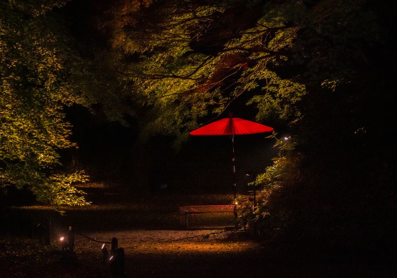 Tokyo’s Rikugien Gardens to open for nighttime viewing, first time in 3 years photo