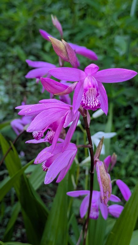 How to identify flowers in Japan photo