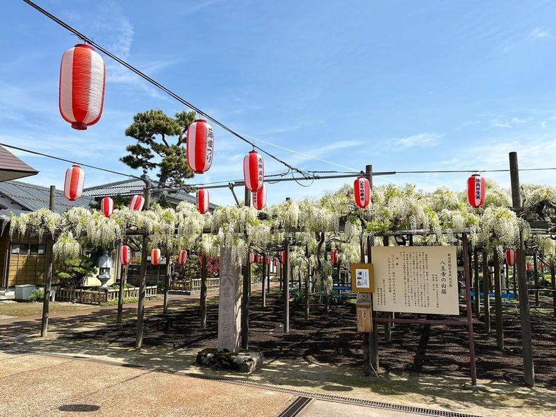 White wisteria at Anryoji photo