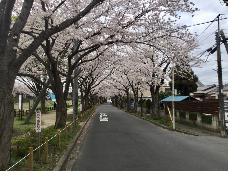 Tone Canal Expansive Views of Cherry Blossoms [SPOT REPORT] photo