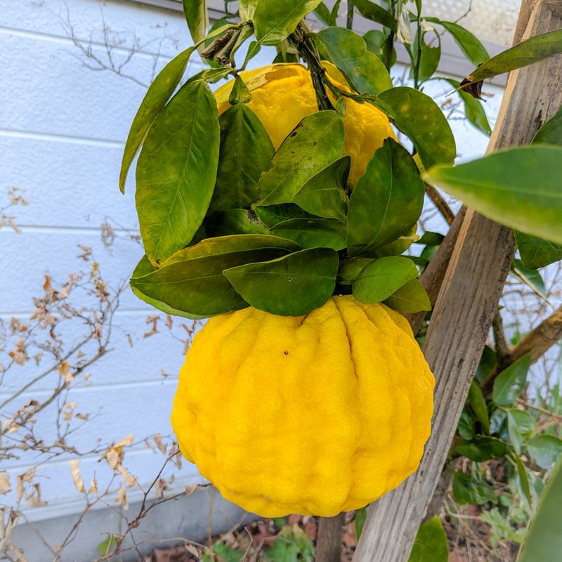Yuzu picking in preparation for the winter solstice photo