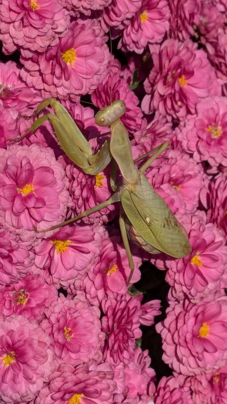 Micro season: Praying Mantises Emerge photo