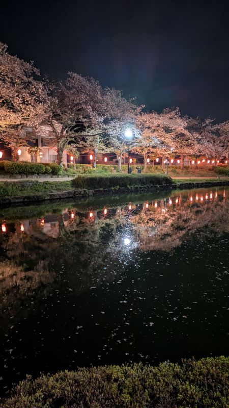 Cherry blossom lingo: cherry blossoms at night photo