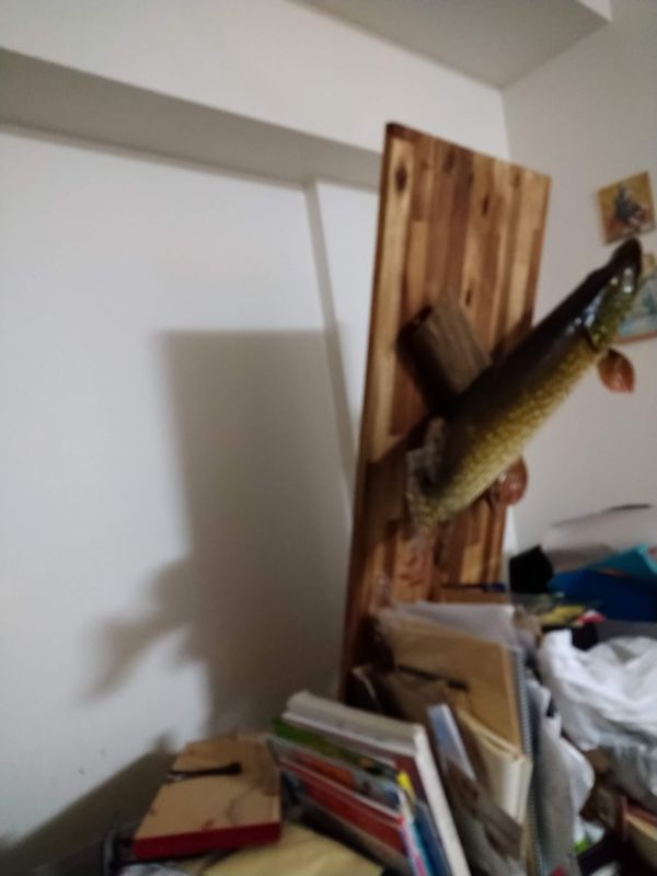 How to Hang A Taxidermy Fish in Japan photo
