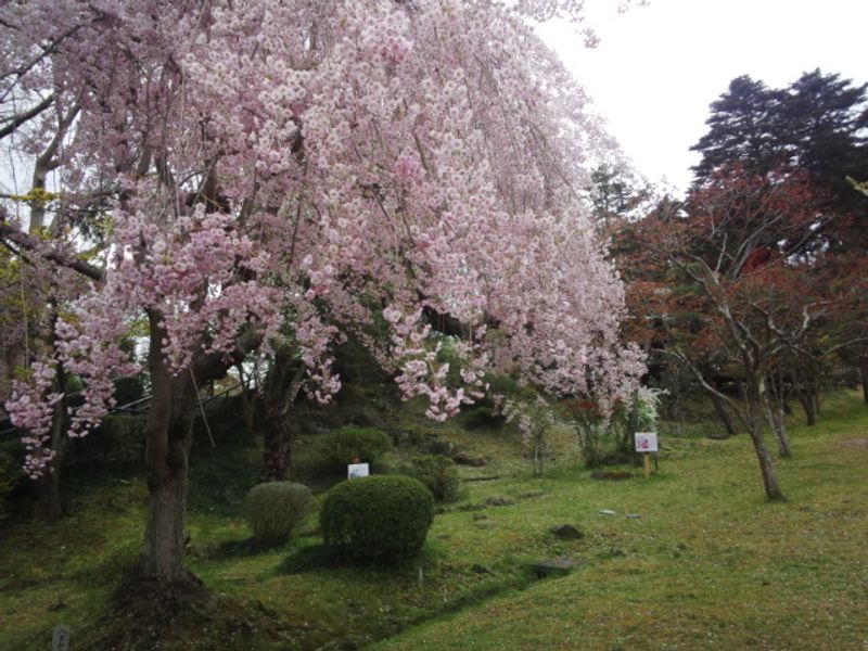Три удивительных места в Сакуре в Тохоку photo