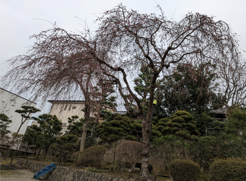 Okama Shrine in Shiogama: Wait for It. [SPOT REPORT] photo