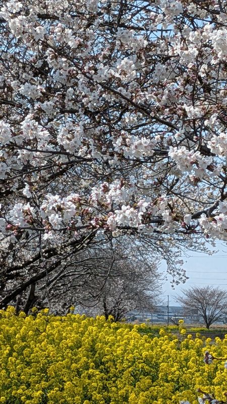 Somei Yoshino, a birthday flower of March 28th photo