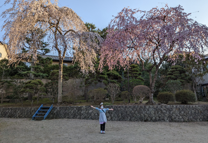 Okama Shrine: Sakura Finally Starting [SPOT REVIEW] photo