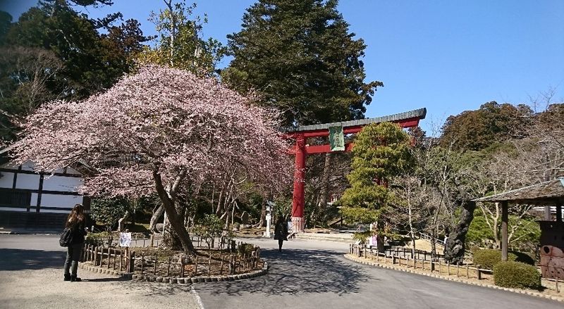 Sakura Starting at Shiogama Shrine photo