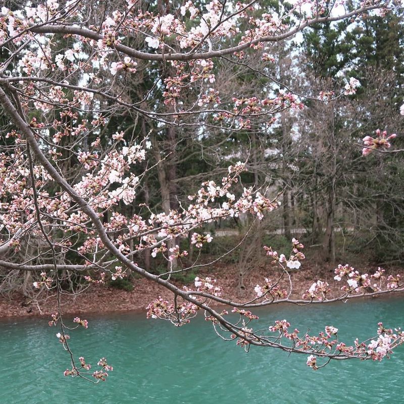 Oikeikoinomori campground - a hidden sakura gem photo