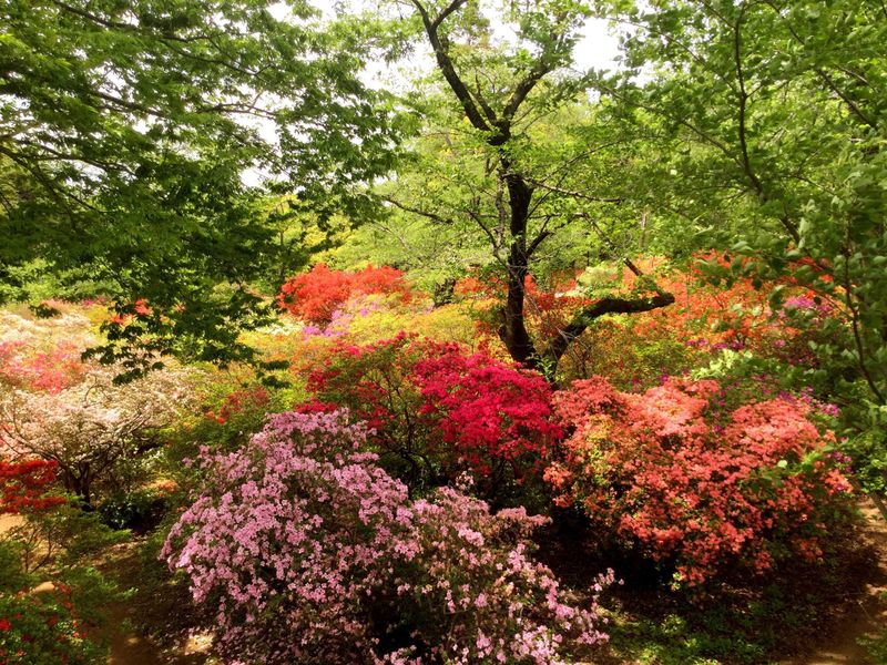Chiba Prefecture Charms - Shimizu Park's azalea grove photo