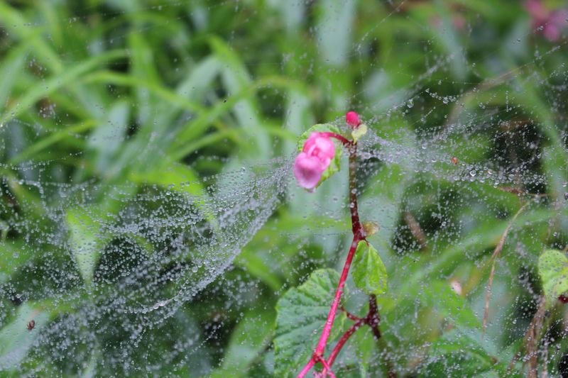 The start of cold dew season photo