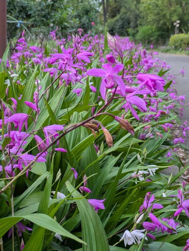 Chinese Ground Orchid, a birthday flower of May 6th photo