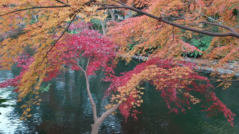 A walk through Inokashira Park in Autumn [SPOT REPORT] photo