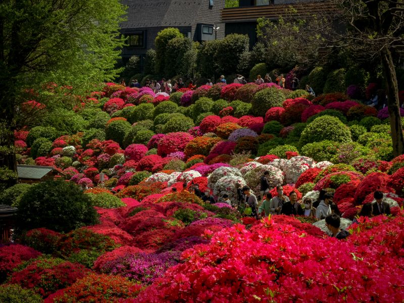 Images of Japan: April 2023 photo