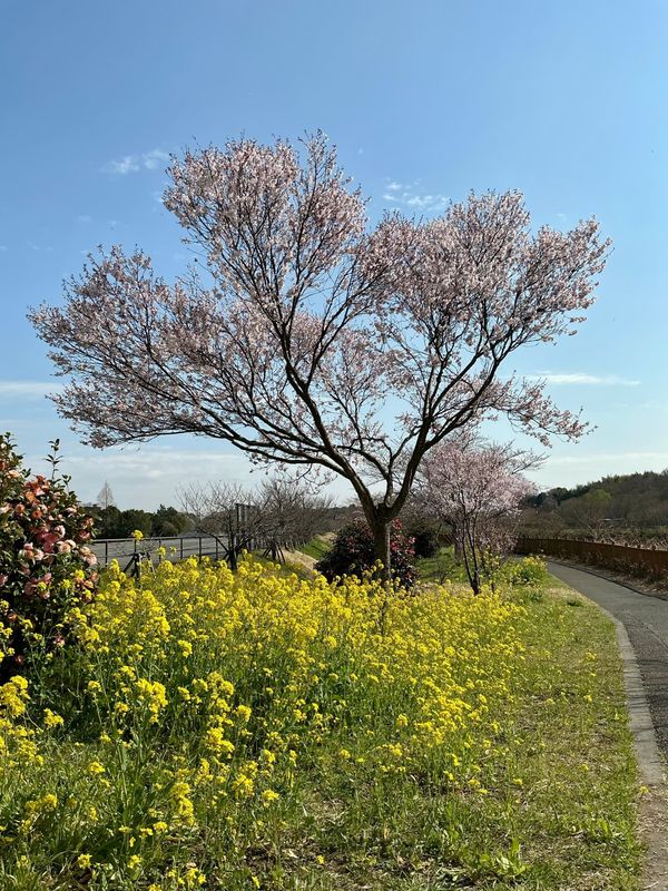 Shimizu Park cherry blossoms SPOT REPORT photo