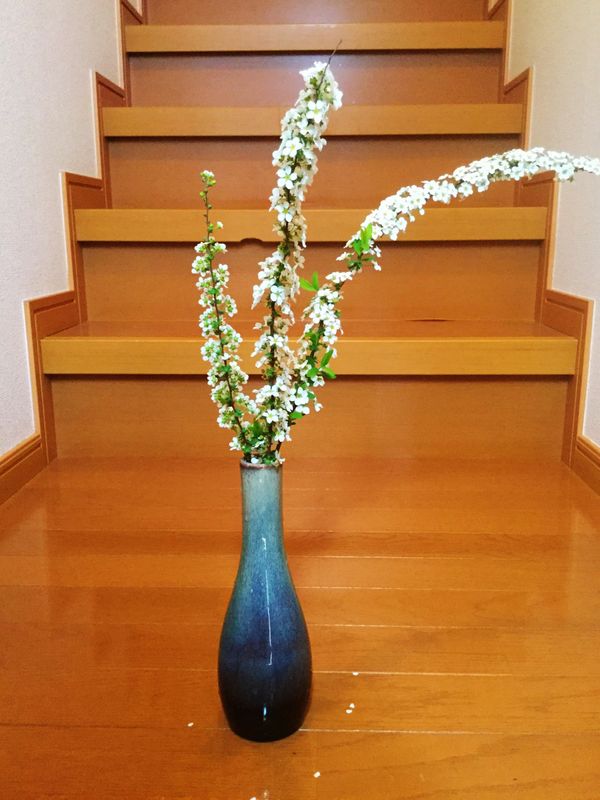 Another spring flower, yuki yanagi  photo