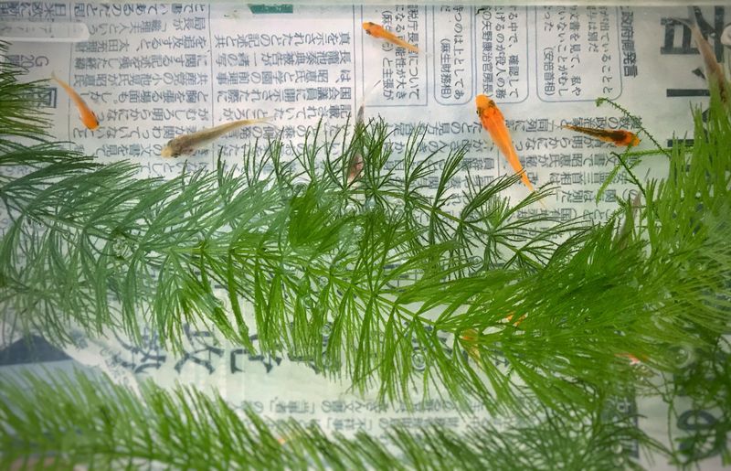 Niigata is known for its Koi? Who’d have thunk? photo