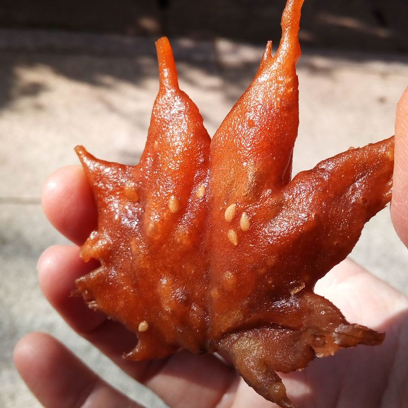 Eating Japanese Maple Leaves photo