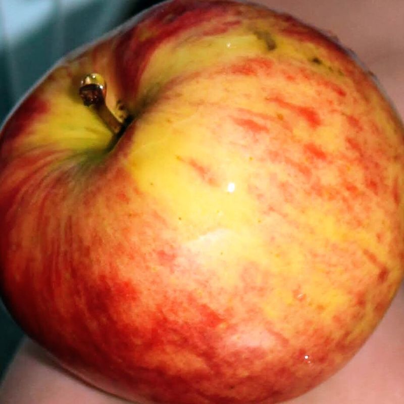 150 years of apples in Japan photo