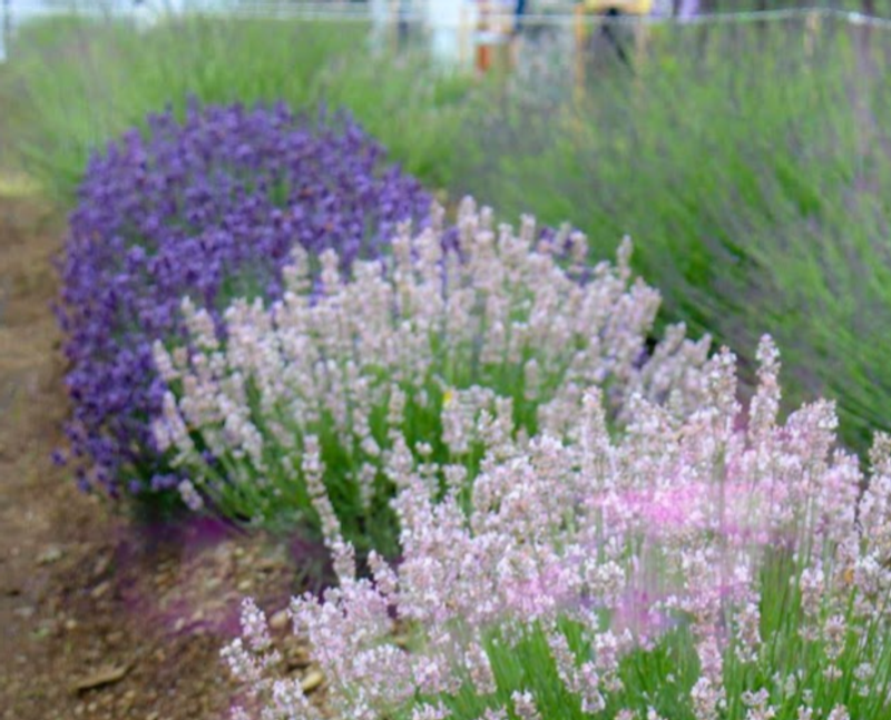 Lavender, a birthday flower of July 5th photo
