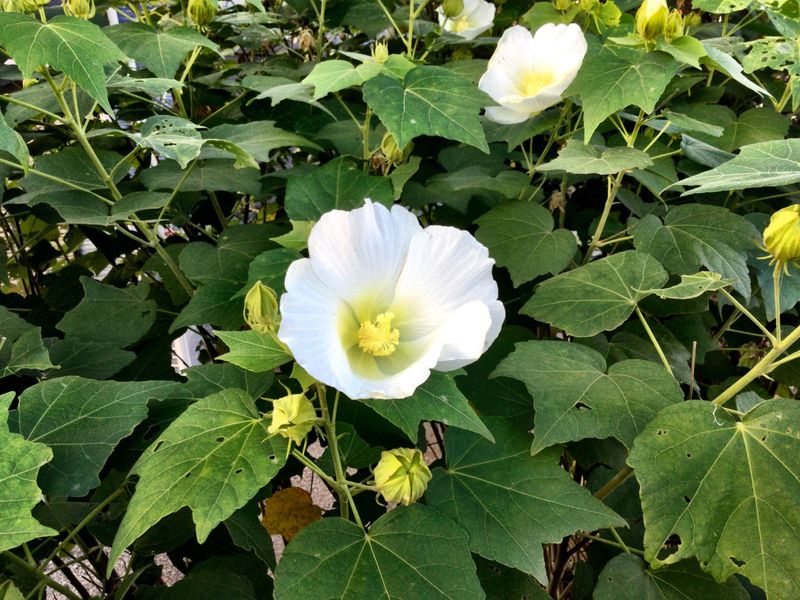 Abutilon blooming in October  photo