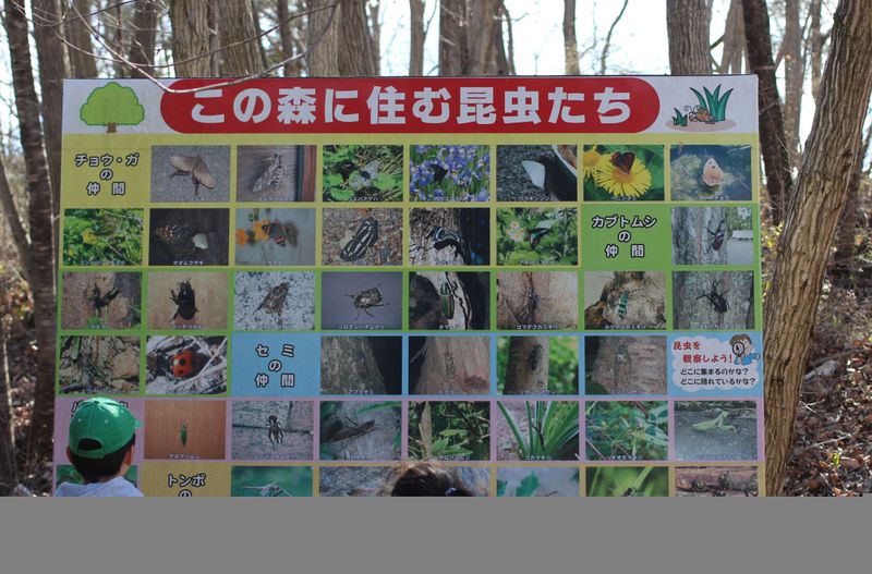 Rainy season ideas: ⑰ firefly viewing photo